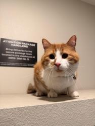 Found/Stray Male Cat last seen Near 38th Street South, Fargo parking lot, Fargo, ND 58104