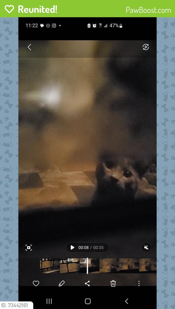 Reunited Male Cat last seen Curry Ford & Goldenrod, in the Hidden Hollow neighborhood, Orlando, FL 32822
