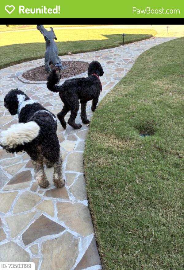 Reunited Unknown Dog last seen Clark’s bridge rd, Hall County, GA 30506