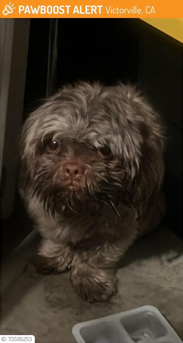 Found/Stray Unknown Dog last seen Fern pine st and vista verde st, Victorville, CA 92392