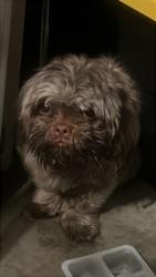 Found/Stray Unknown Dog last seen Fern pine st and vista verde st, Victorville, CA 92392