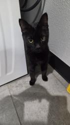 Found/Stray Female Cat last seen Zelzah and Lassen, across CSUN campus, Los Angeles, CA 91325