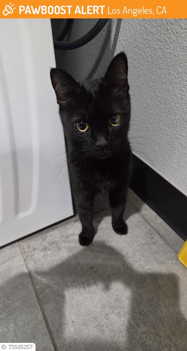 Found/Stray Female Cat last seen Zelzah and Lassen, across CSUN campus, Los Angeles, CA 91325