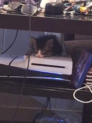 Lost Male Cat last seen Near washington street, Gloversville, NY 12078