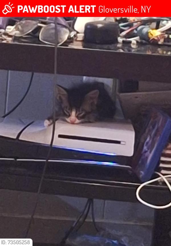 Lost Male Cat last seen Near washington street, Gloversville, NY 12078