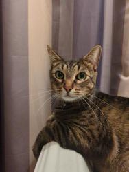 Lost Male Cat last seen Fletcher and Karlov, Chicago, IL 60641