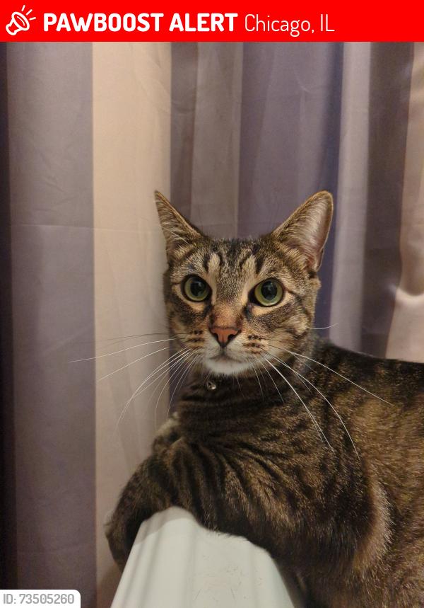 Lost Male Cat last seen Fletcher and Karlov, Chicago, IL 60641