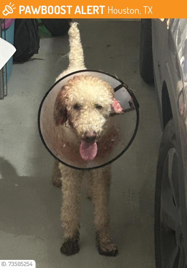 Found/Stray Unknown Dog last seen Food Town on Antoine Dr., Houston, TX 77091