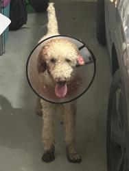 Found/Stray Unknown Dog last seen Food Town on Antoine Dr., Houston, TX 77091