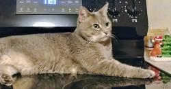 Lost Female Cat last seen Near 275 Hoosick St. and Hilton Hotel, Troy, NY 12180