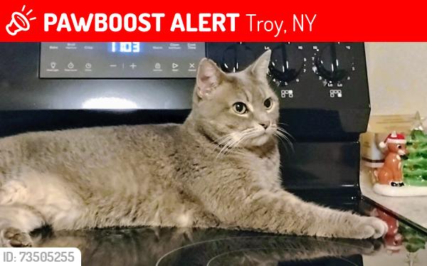 Lost Female Cat last seen Near 275 Hoosick St. and Hilton Hotel, Troy, NY 12180