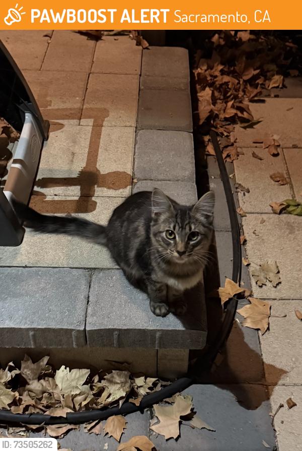 Found/Stray Unknown Cat last seen Sacramento Charter High School, Sacramento, CA 95817