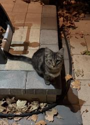 Found/Stray Unknown Cat last seen Sacramento Charter High School, Sacramento, CA 95817