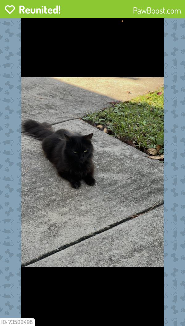 Reunited Unknown Cat last seen Near Silver Lake Road, Wilmington, NC 28412