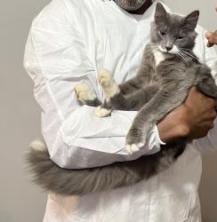 Reunited Male Cat last seen Intersection of Bradyville and S. Rutherford, Murfreesboro, TN 37130