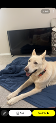 Found/Stray Female Dog last seen Paluxy dr tyler tx, Tyler, TX 75703