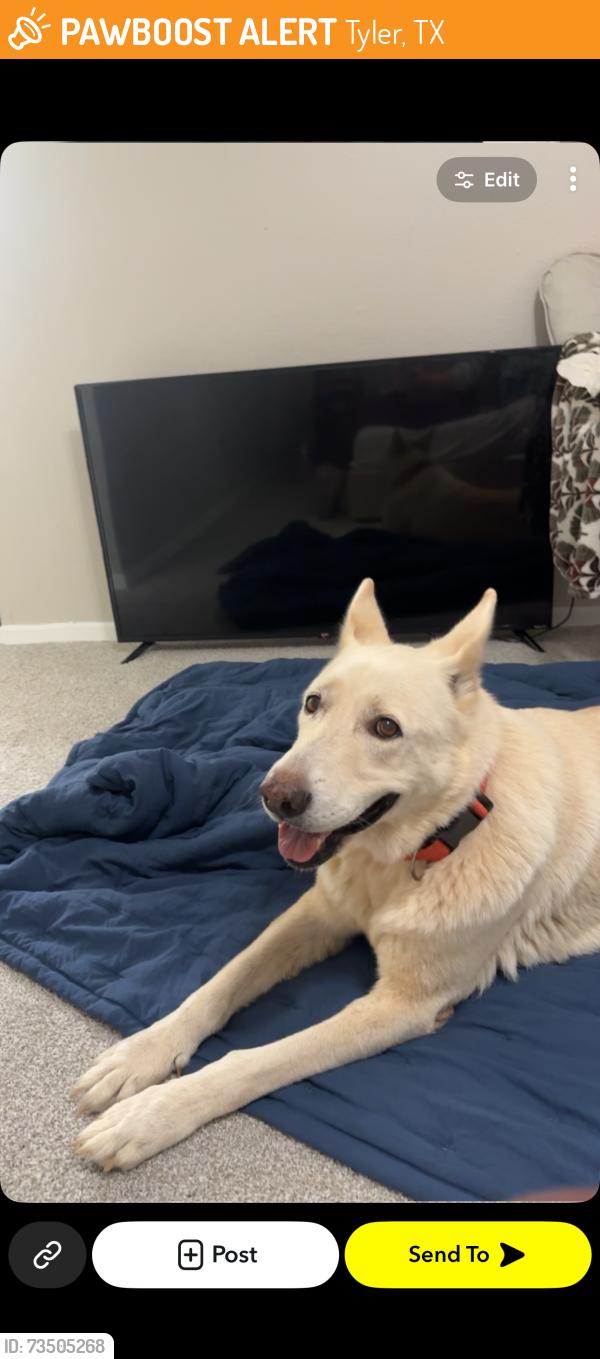 Found/Stray Female Dog last seen Paluxy dr tyler tx, Tyler, TX 75703