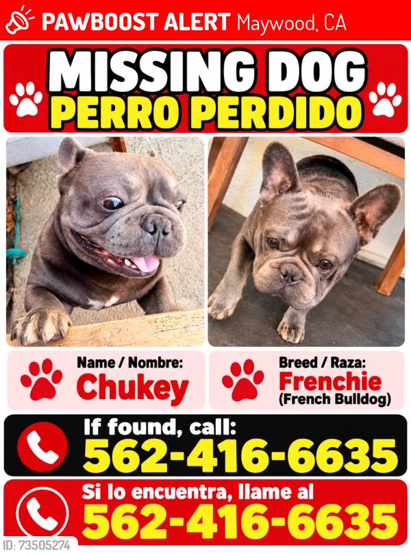 Lost Male Dog last seen Maywood CA. BY 52nd Street, Maywood, CA 90270