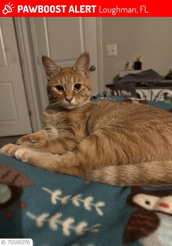 Lost Female Cat last seen Ronald Reagan/Old Lake Wilson (LakeHouse apmts), Loughman, FL 33896