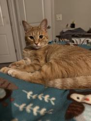 Lost Female Cat last seen Ronald Reagan/Old Lake Wilson (LakeHouse apmts), Loughman, FL 33896