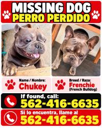 Lost Male Dog last seen Maywood CA. BY 52nd Street, Maywood, CA 90270