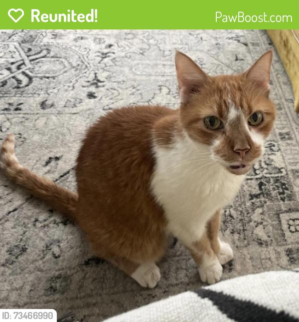 Reunited Male Cat last seen richmond henrico turnpike or carolina market, Richmond, VA 23222