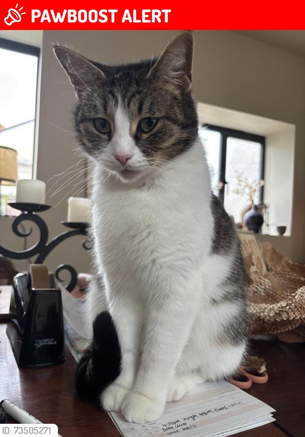 Lost Female Cat last seen Eaton rd Ipswich Road end, Norfolk, England NR4 6PR