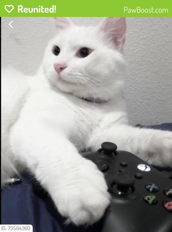 Reunited Male Cat last seen Rosecrans Corridor Gardena, CA United States, Gardena, CA 90247