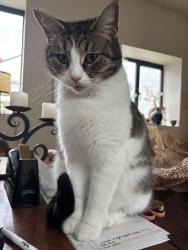Lost Female Cat last seen Eaton rd Ipswich Road end, Norfolk, England NR4 6PR
