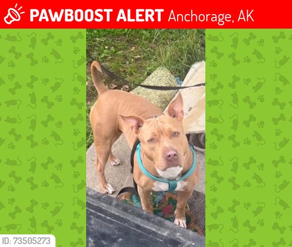 Lost Female Dog last seen 6th and Klevin, Anchorage, AK 99508