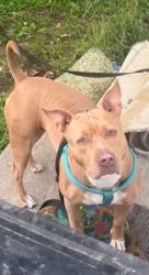 Lost Female Dog last seen 6th and Klevin, Anchorage, AK 99508