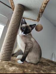 Reunited Female Cat last seen Near S Cherry St, Tomball, TX 77375, USA, Tomball, TX 77375