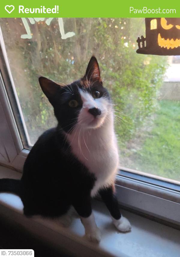Reunited Male Cat last seen Cardonald, Glasgow City, Scotland 