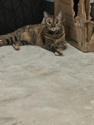 Reunited Unknown Cat last seen Audubon Magnolia, Magnolia, TX 77354