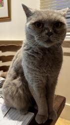 Reunited Male Cat last seen opposite school field, Essex, England 