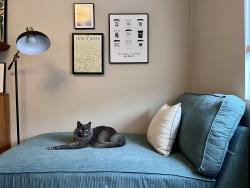 Reunited Male Cat last seen Pageantry and Palo Verde, Long Beach, CA 90808