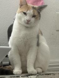 Lost Female Cat last seen Morada and Cherbourg, Stockton, CA 95210
