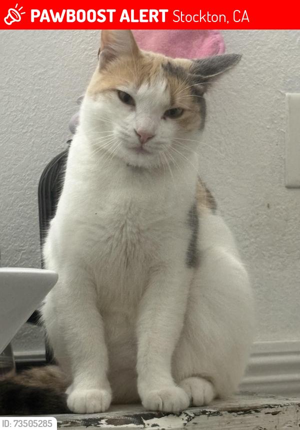 Lost Female Cat last seen Morada and Cherbourg, Stockton, CA 95210