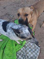 Reunited Female Dog last seen 75th ave and Camelback, Glendale, AZ 85303