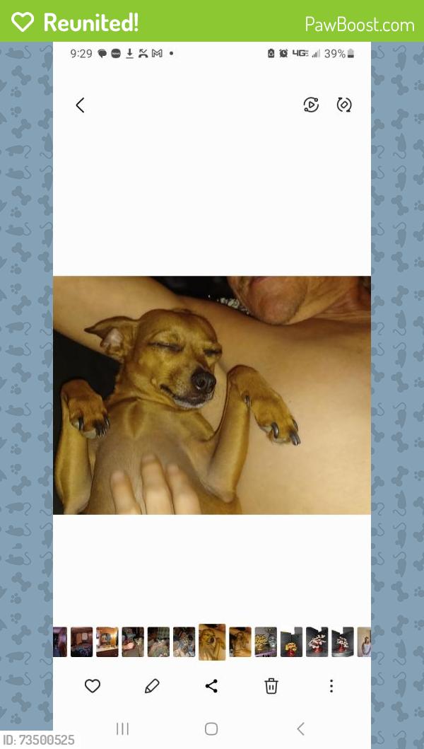 Reunited Male Dog last seen Soda Lake Road near railroad tracks, Fallon, NV 89406