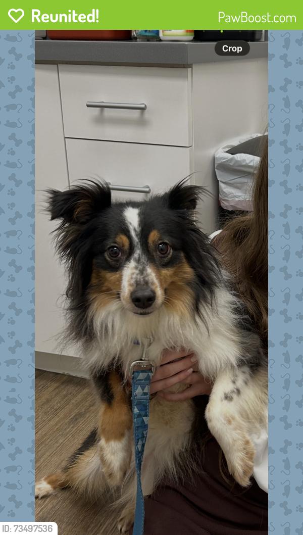 Reunited Female Dog last seen Winchester and Hacks Cross, Hacks Cross Rd,  38125