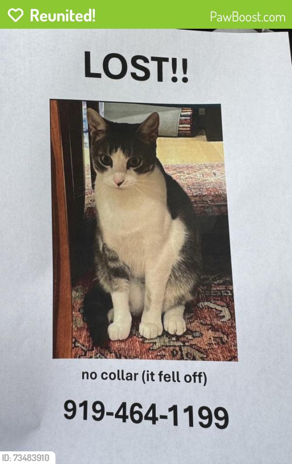 Reunited Male Cat last seen Highgrove Dr & Hillspring Ln, Chapel Hill, NC 27516