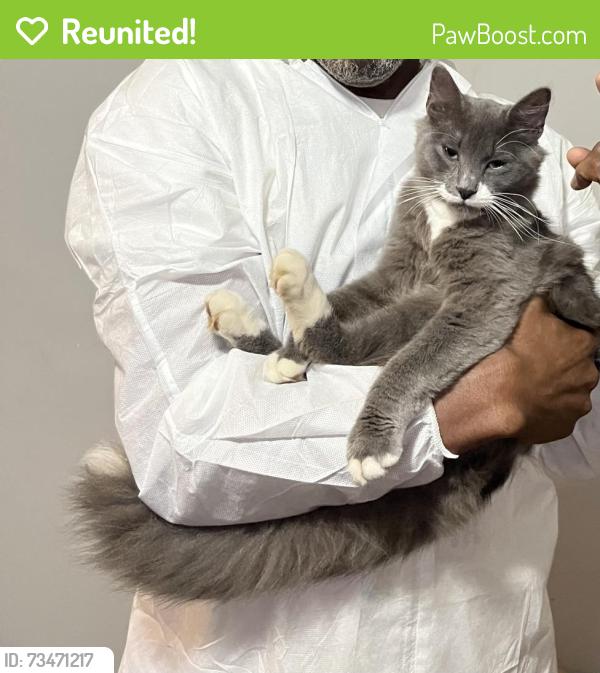 Reunited Male Cat last seen Intersection of Bradyville and S. Rutherford, Murfreesboro, TN 37130