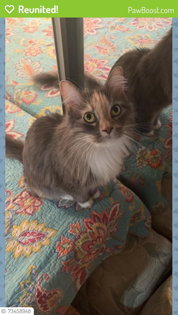 Reunited Female Cat last seen By the railroad tracks, palmetto, left of Winn Dixie, Bradenton, FL 34208