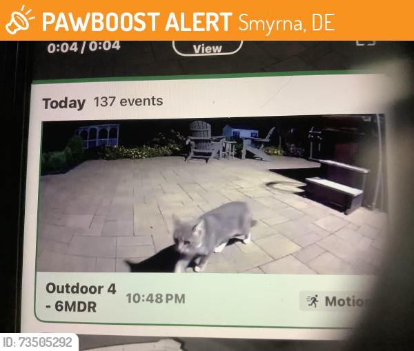 Found/Stray Male Cat last seen Massie Mill Pond Rd. And Brenford Rd, Smyrna, DE 19938