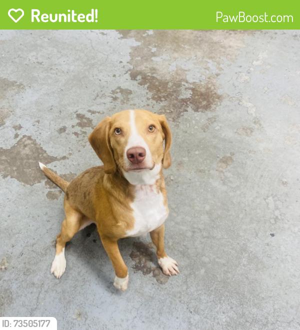 Reunited Male Dog last seen Las Tunas, San Gabriel, CA 91775