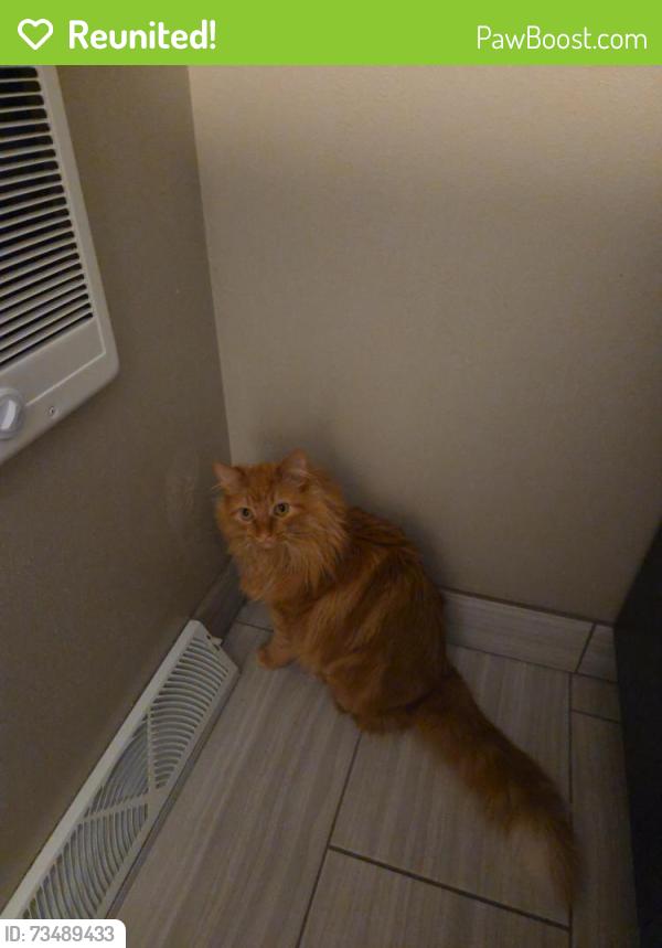 Reunited Male Cat last seen Near Stevens St, Madison, WI 53705, USA, Madison, WI 53705