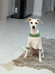 Reunited Female Dog last seen Near Linden Ave Glendale, CA 91201, Glendale, CA 91201