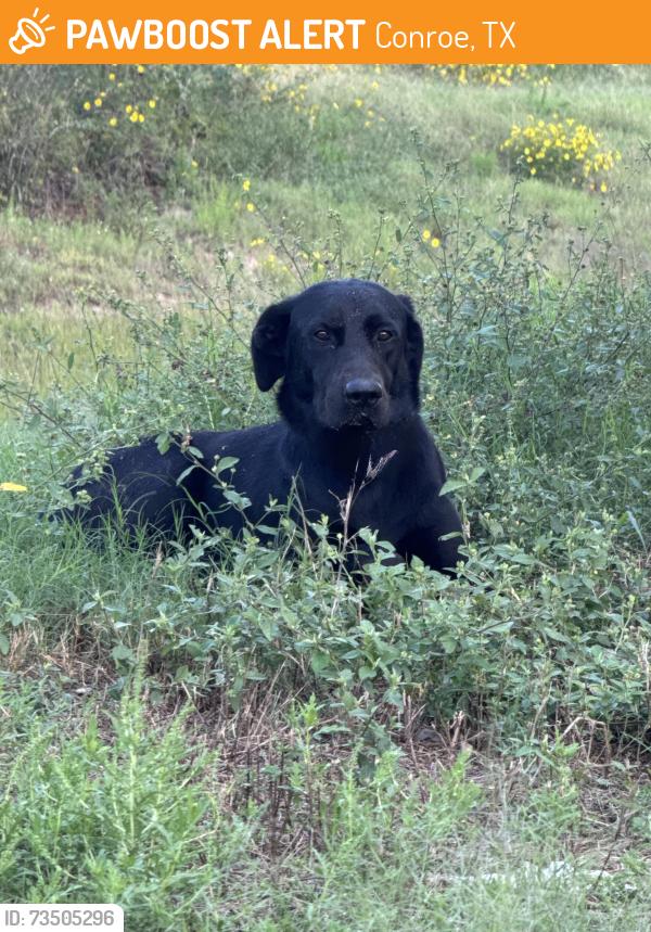Found/Stray Male Dog last seen near FM 75 and Kinglet area, Conroe, TX 77378
