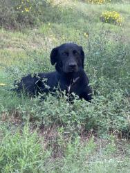 Found/Stray Male Dog last seen near FM 75 and Kinglet area, Conroe, TX 77378